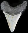Bargain Megalodon Tooth - North Carolina #22935-2